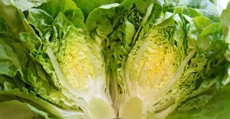 عدد السعرات الحرارية في الخس