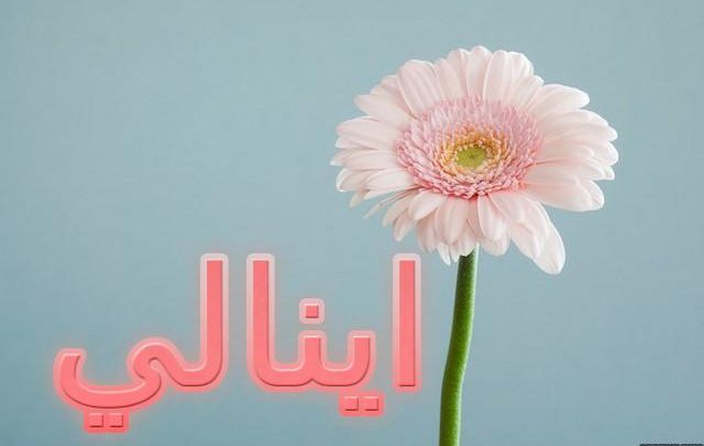 معنى اسم اينالي وصفاته الشخصية (الثعلب الأسود)