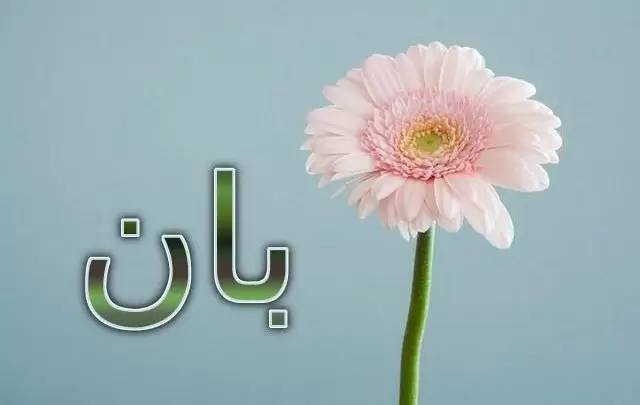 معنى اسم بان وصفاتها (نوع شجر)