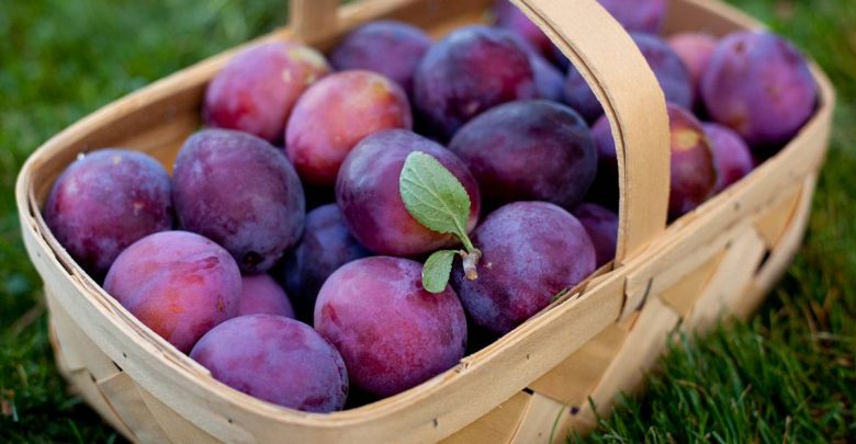 عدد السعرات الحرارية في البرقوق