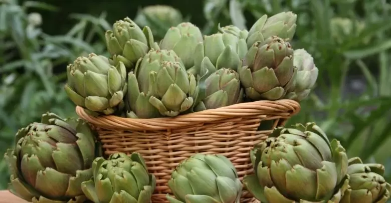 عدد السعرات الحرارية في الخرشوف
