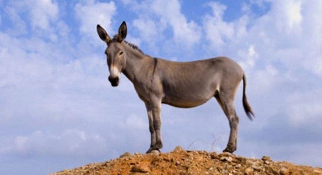 تفسير رؤية الحمار في المنام أو الحلم