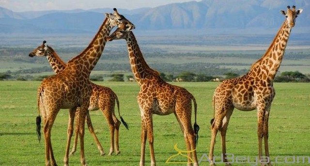 9+ تفسير رؤية الزرافة في المنام أو الحلم للنابلسي وابن سيرين