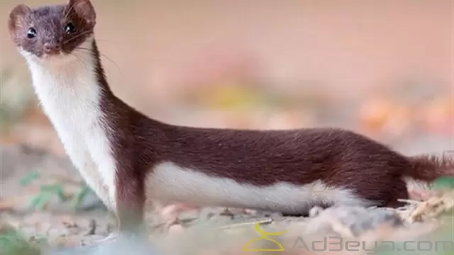 تفسير رؤية حلم العرسة في المنام بالتفصيل