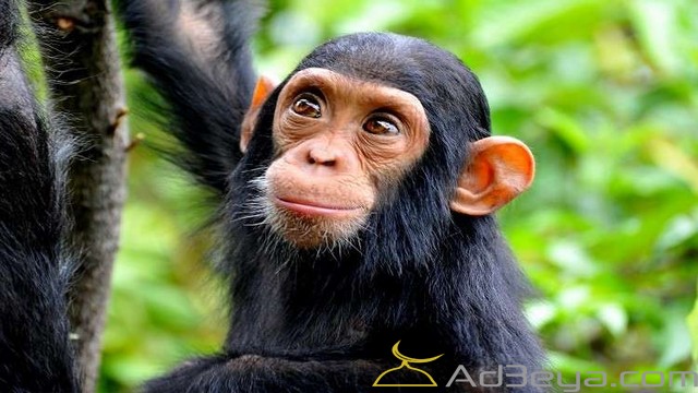 الشمبانزي في المنام للمتزوجه والعزباء والحامل والمطلقه