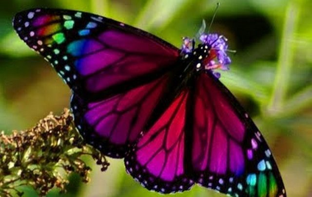 تفسير رؤية الفراشات الملونة في المنام