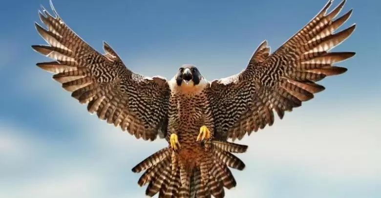تفسير حلم الصقر في المنام ومعناه