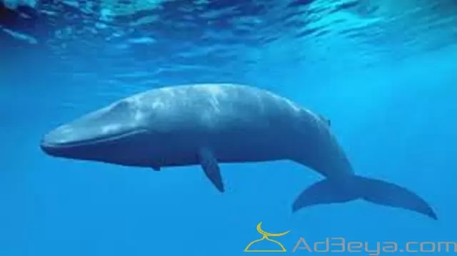 تفسير رؤية حلم الحوت الأزرق في المنام