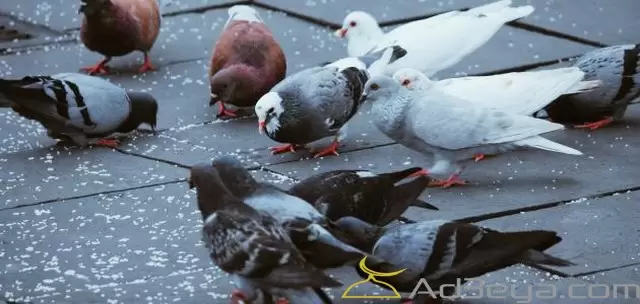 تفسير رؤية حلم الحمام في المنام لابن سيرين