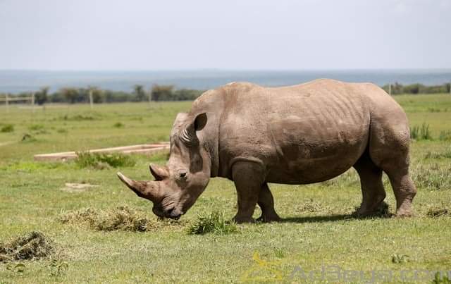 تفسير رؤية وحيد القرن في المنام لابن سيرين