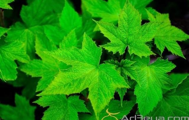 أهم 8+ تفسير رؤية حلم الزرع الاخضر في المنام لابن سيرين