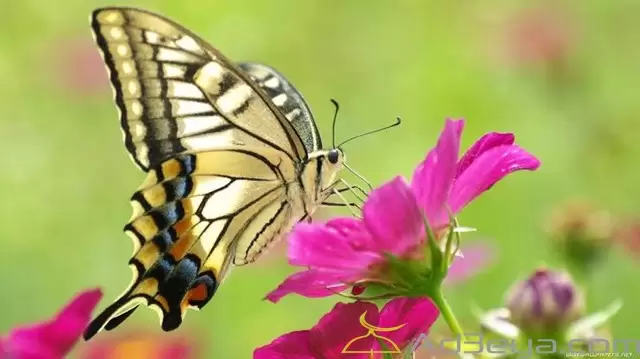 تفسير رؤية حلم الفراشات في المنام لابن سيرين