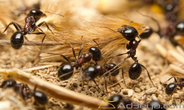 تفسير رؤية النمل في المنام بالتفاصيل