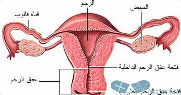 تجارب ربط عنق الرحم للحامل