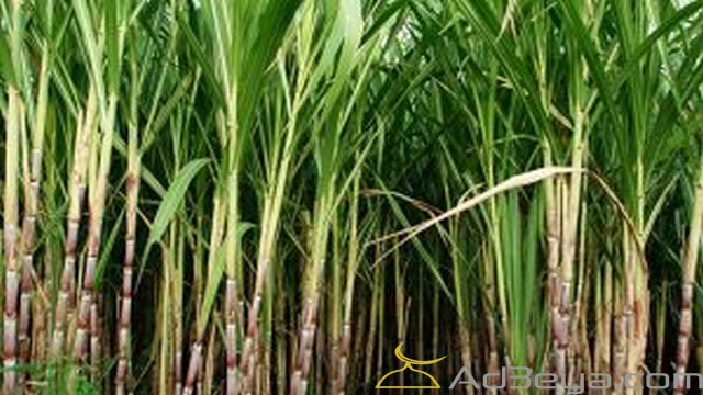 تفسير رؤية القصب في المنام للنابلسي وابن سيرين