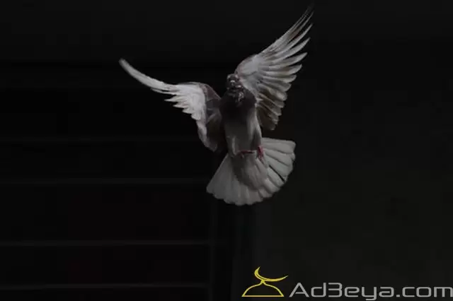 تفسير رؤية اليمام في المنام لابن سيرين