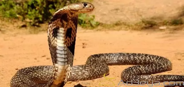 تفسير رؤية الافعى السوداء في المنام لابن سيرين