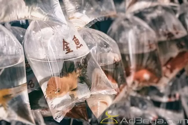 تفسير رؤية الكيس في المنام لابن سيرين