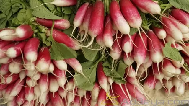 تفسير رؤية الفجل في المنام بالتفصيل للمرأة والرجل