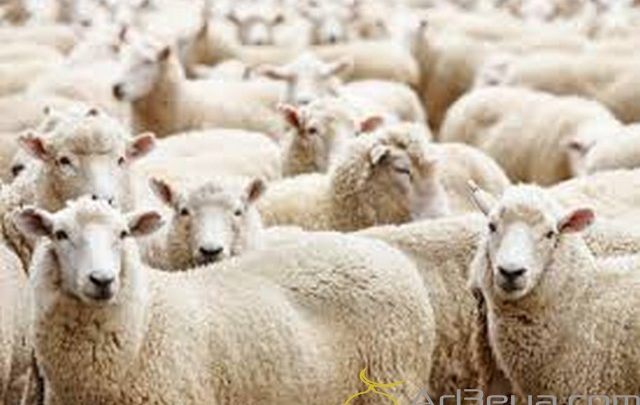 دعاء ذبح كبش عيد الاضحى الصحيح