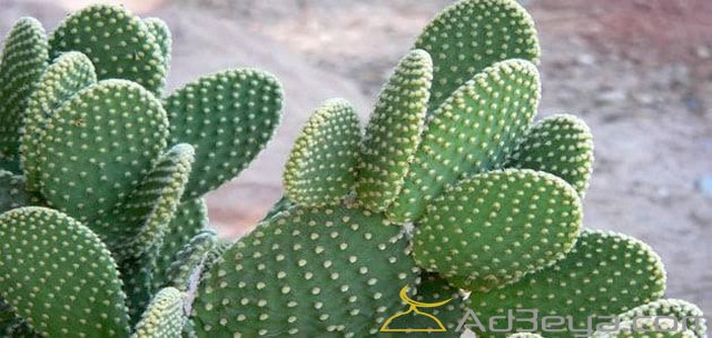تفسير رؤية إهداء نبات الصبار في المنام للفتاة العزباء