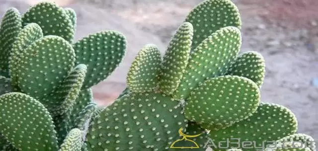تفسير رؤية إهداء نبات الصبار في المنام للفتاة العزباء