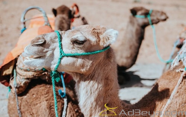 أهم 8+تفسير حلم الناقة في المنام لابن سيرين والنابلسي