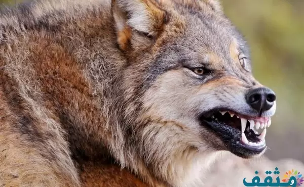 تفسير رؤية الذئب يهاجم في المنام