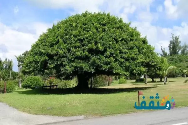 تفسير رؤية ظل الشجرة في المنام لابن سيرين