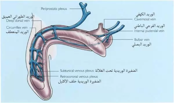 ما هو التسرب الوريدي وطرق علاجه وتشخيصه