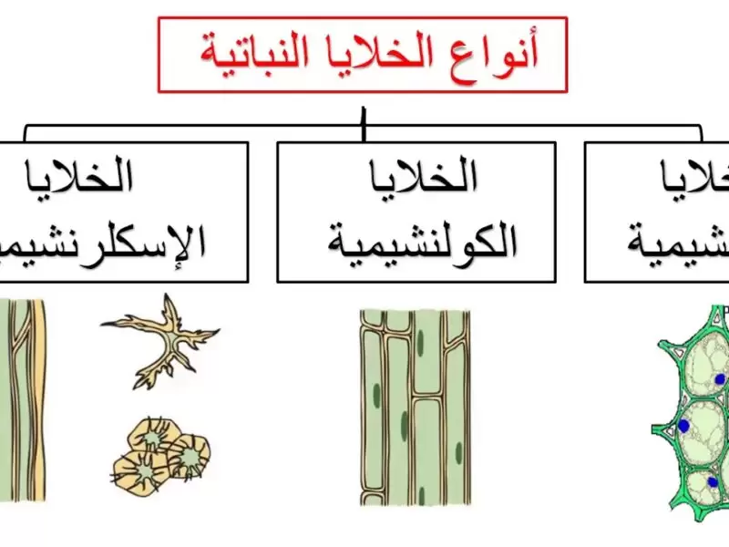 بحث أحياء عن خلايا النبات وأنسجته جاهز للطباعة