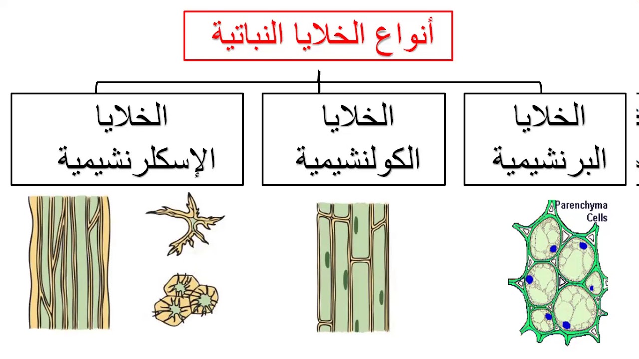 بحث أحياء عن خلايا النبات وأنسجته جاهز للطباعة
